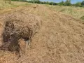Бали сено и слама, снимка 3