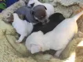 Пинчери с чихуа, снимка 1