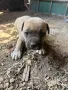 Свободно женско питбулче, снимка 2