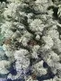 Изкуствено борче/елха със заскрежени иглички и шишарки, снимка 4