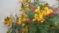 Цезалпиния, Жълта Райска Птица., снимка 1