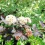 Физокарпус Диабло, Physocarpus Opulifolius Diablo, снимка 3