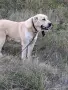 Алабай мъжки  топ, снимка 4