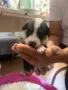 Подаряване на кученца , снимка 7