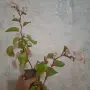 Стайни   Бегонии, снимка 3