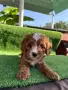 Кавапу (Cavapoo ), снимка 5