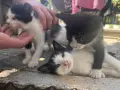Подарявам малки котенца на 1 месец, снимка 12