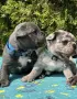 френски булдог/french Buldog, снимка 2