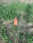 3.3 дка имот на границата на селото, снимка 8