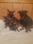 Чистокръвни немски пинери, снимка 8