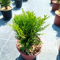 Туя Даника, Thuja 'Danica', снимка 9 - Градински цветя и растения - 39481314