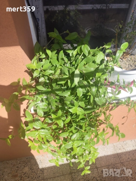 Традесканция Флуминенсис Ауреа - невероятна бързорастяща зелена лиана, снимка 1