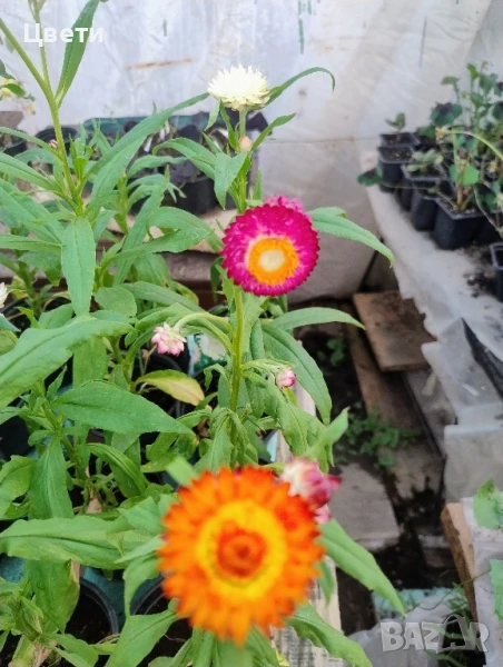 Продавам хелихризум , снимка 1