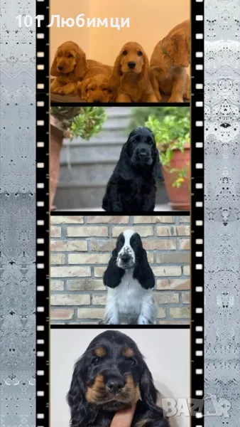 Английски кокер шпаньоли, снимка 1