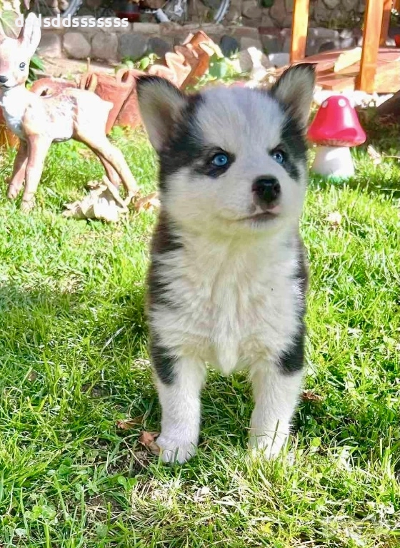 Продавам хъски , снимка 1