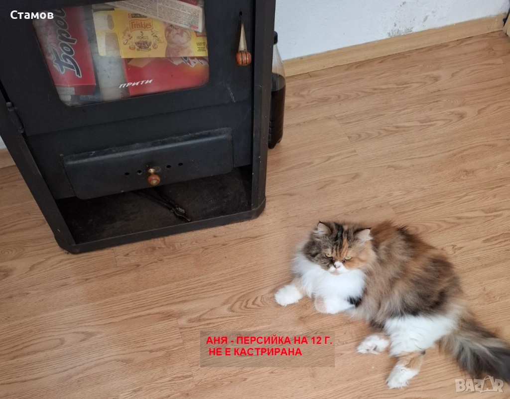 Подарявам 4 домашни котки, снимка 1