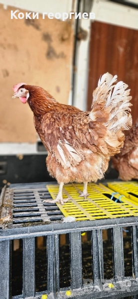 Продавам кокошки носачки ломан Браун за яйца , снимка 1