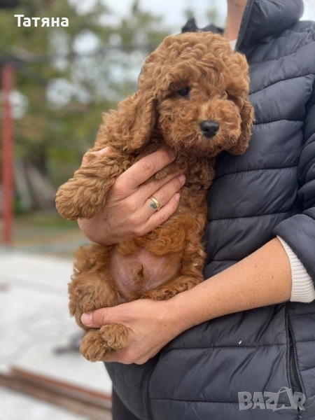 Пудел Той, снимка 1