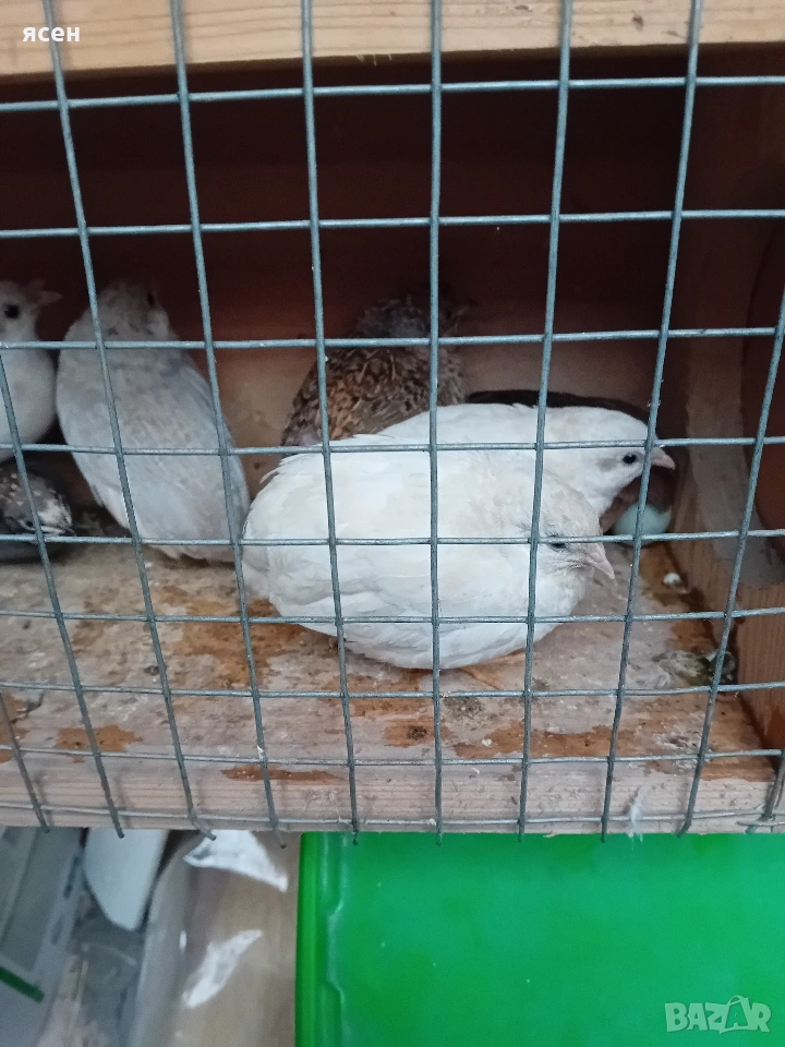 Продавам китайски пъдпъдъци , снимка 1