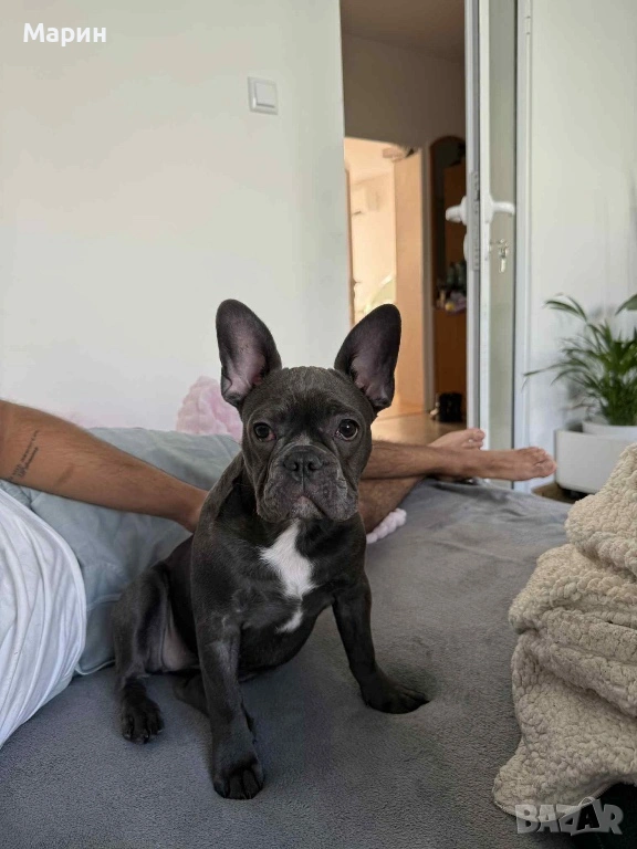Продавам женски френски булдог син, снимка 1