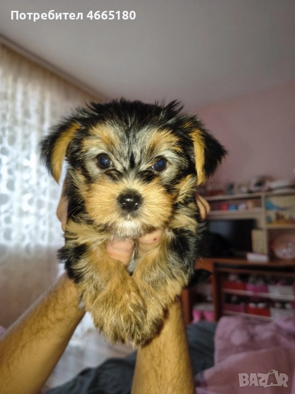 Продава се Йоркширски териер, снимка 1