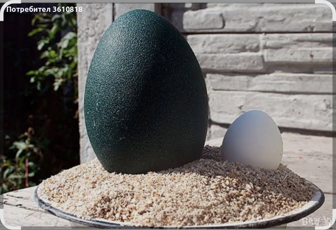 Яйце от Ему (и за консумация и за разплод), снимка 1