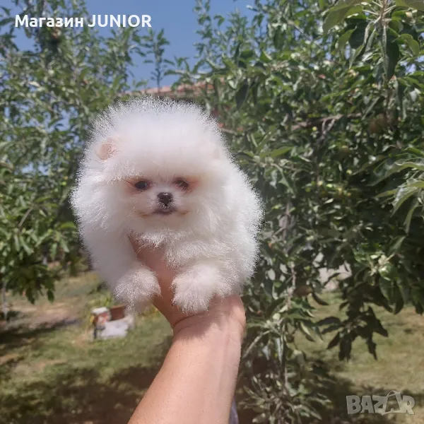 мини момче, снимка 1