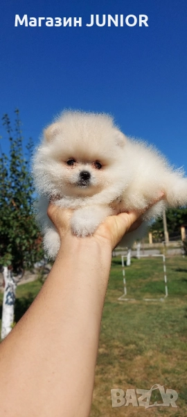мъжко мини померанче, снимка 1