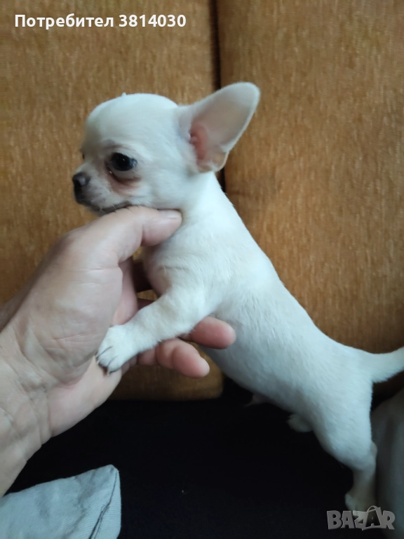 Чихуахуа, снимка 1