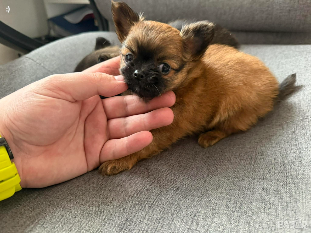 Дългокосмести Чихуахуа Актуално от 16.1.2026, снимка 1