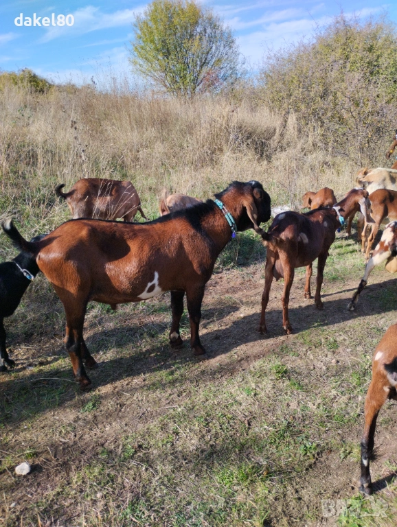 Продавам англонубииски пръч, снимка 1