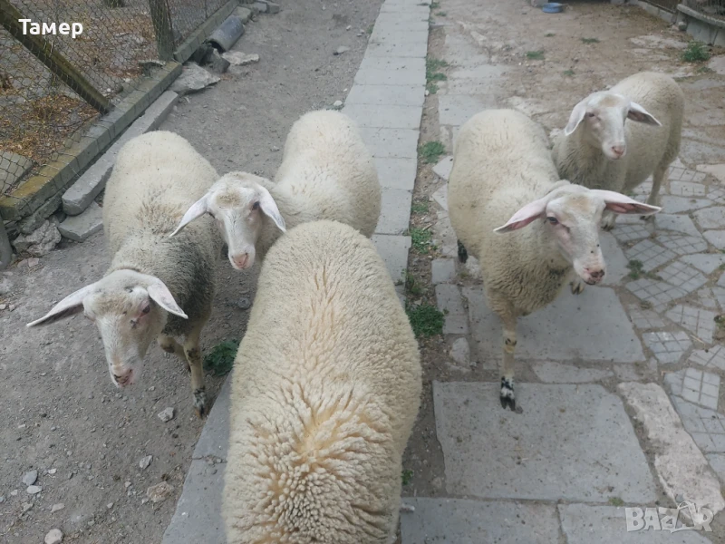 Продавам агнета , снимка 1