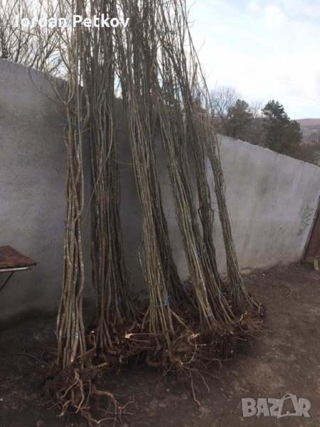 Планински ясен, снимка 1