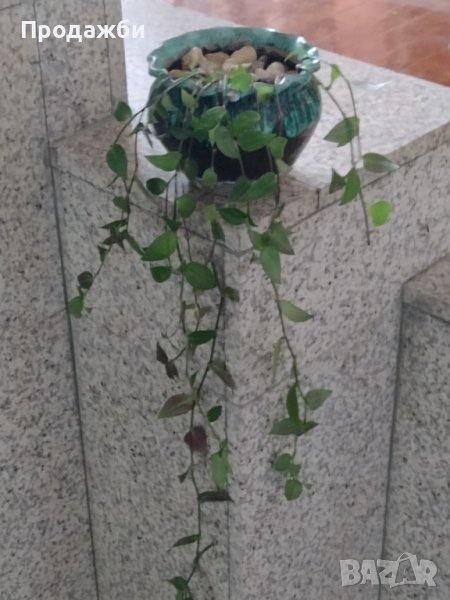 Красиво пълзящо стайно растение- Традесканция, снимка 1