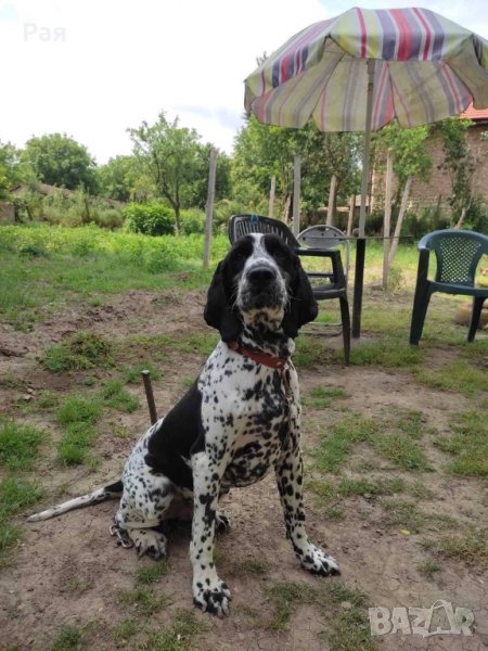 Спрингер Шпаньол, снимка 1