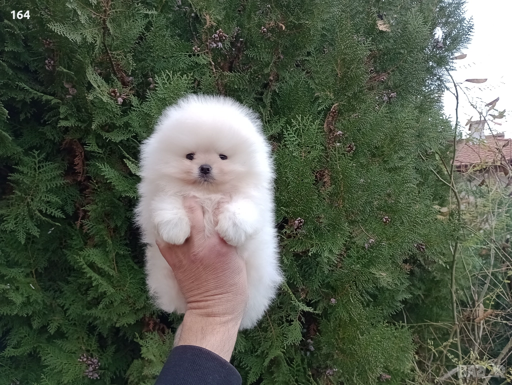 Чисто бял мъжки Померан., снимка 1