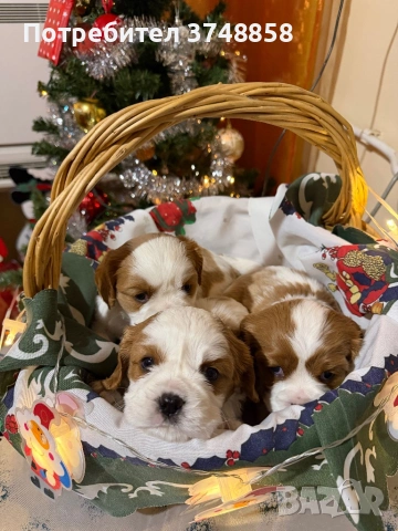 Малки кученца порода Кавалер Кинг Чарлз Шпаньол , снимка 4 - Кавалер кинг чарлз шпаньол - 53019640