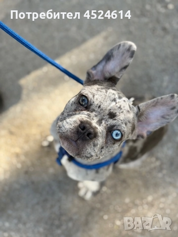 Френски Булдог мерле , снимка 1