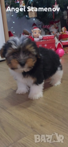 Йорки бивер териер,две момченца!, снимка 14 - Йоркширски териер - 52850201