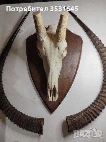 Уникален трофей!!! Много рядък ловен трофей