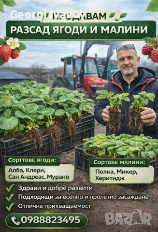Расат Ягуди и Малини, снимка 3 - Разсади - 53695739