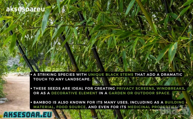 100 бр. висококачествени семена от черен бамбук - Phyllostachys nigra - Hardy Rare Privacy редки бам, снимка 2 - Сортови семена и луковици - 47663974