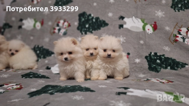 Померан мини померанчета чисто бели, снимка 8 - Померан - 52328942