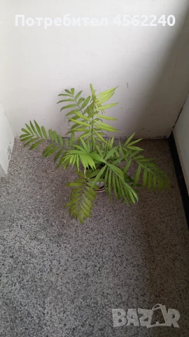 Палми, снимка 2 - Градински цветя и растения - 51407368