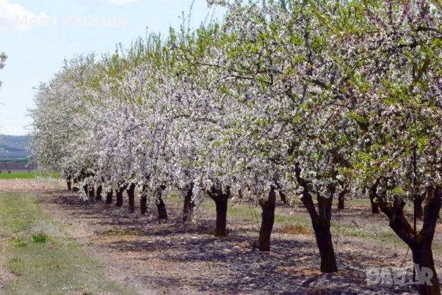 Бадем, снимка 6 - Градински цветя и растения - 53619024