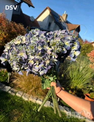 Хортензия изкуствена