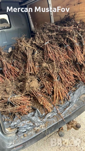 Разсад Малини Сортове, снимка 4 - Разсади - 43112710