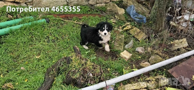 Каракачански кученца, снимка 12 - Каракачанска овчарка - 52467039