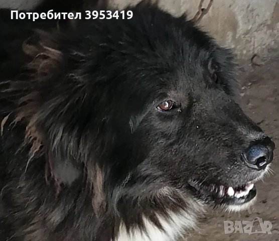 каракачански кученца със доказан произход, снимка 4 - Каракачанска овчарка - 52579680