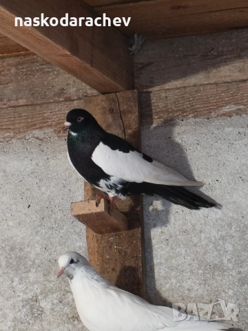 Гълъби на въртене - преметачи различни цветове, т.нар. поморийски ролери , снимка 12 - Гълъби - 52409994